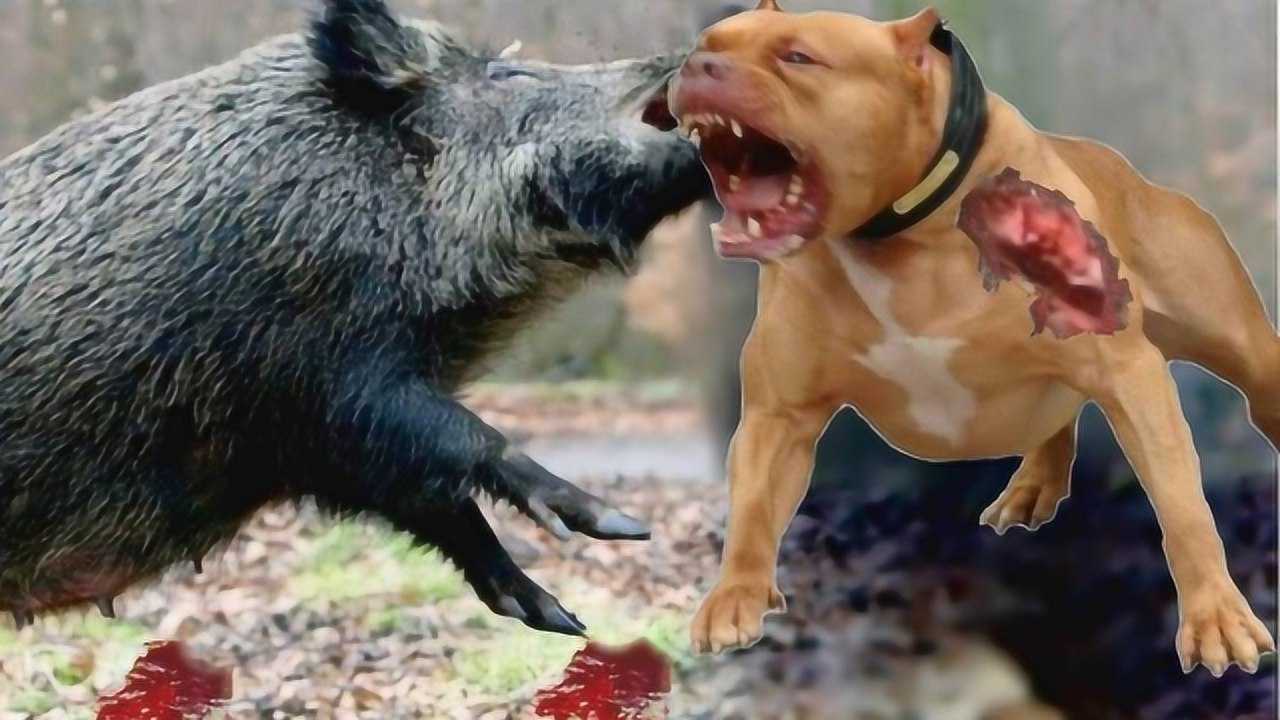 比特犬vs野猪视频直播,当猎犬遇上装甲车,流量背后的残酷真相 比特犬vs野猪视频直播,当猎犬遇上装甲车,流量背后的残酷真相